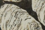 Polished Mesoproterozoic Stromatolite - Siberia #180031-1